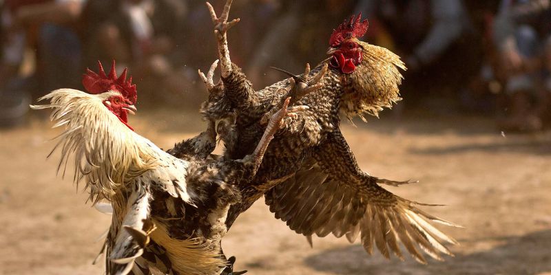 Hướng dẫn cách tham gia và đặt cược đá gà tại NOHU